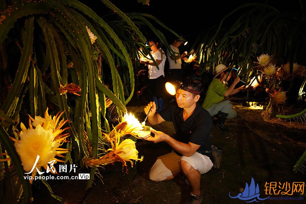 广西融水:夏夜“点花”忙