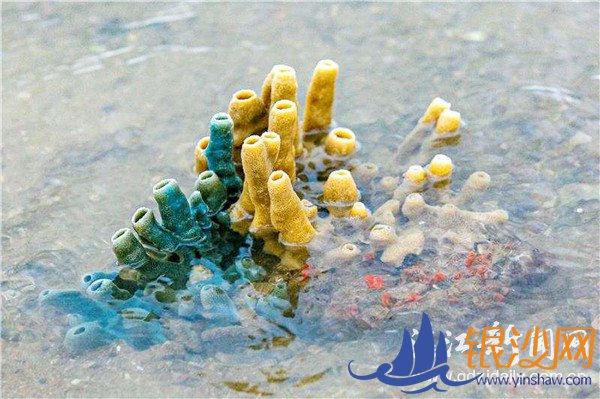 美丽特呈岛惊现珊瑚礁--碧海银沙论坛