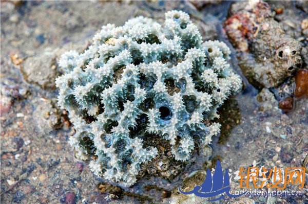 美丽特呈岛惊现珊瑚礁--碧海银沙论坛