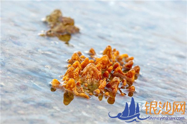 美丽特呈岛惊现珊瑚礁--碧海银沙论坛