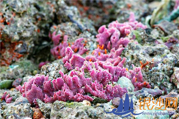 美丽特呈岛惊现珊瑚礁--碧海银沙论坛