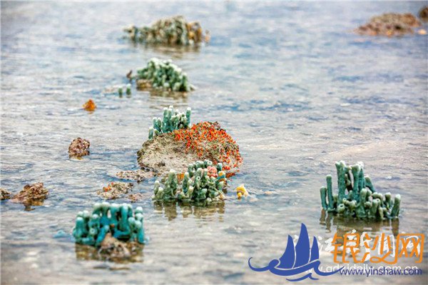 美丽特呈岛惊现珊瑚礁--碧海银沙论坛