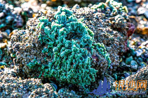 美丽特呈岛惊现珊瑚礁--碧海银沙论坛