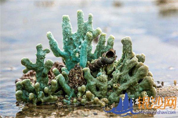 美丽特呈岛惊现珊瑚礁--碧海银沙论坛