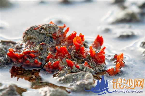 美丽特呈岛惊现珊瑚礁--碧海银沙论坛