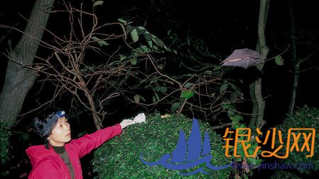 石正丽接受《科学》杂志专访:“特朗普欠我们一个道歉”--碧海银沙论坛