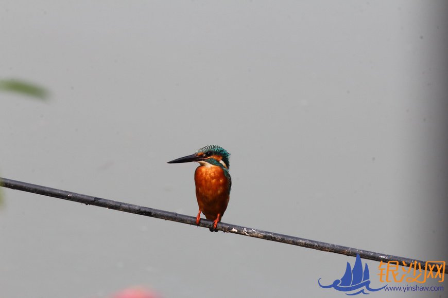  �ָ��ѧ��վ��������������ڹ��ݡ��仧��--�̺���ɳ��̳