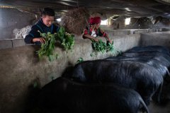  ��ƶ�󲻷�ƶ�����������Ŭ���ķ���-