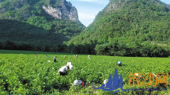 村庄美了村民富了 昔日空心村摘掉“贫困帽”大变样--湛江碧海银沙网