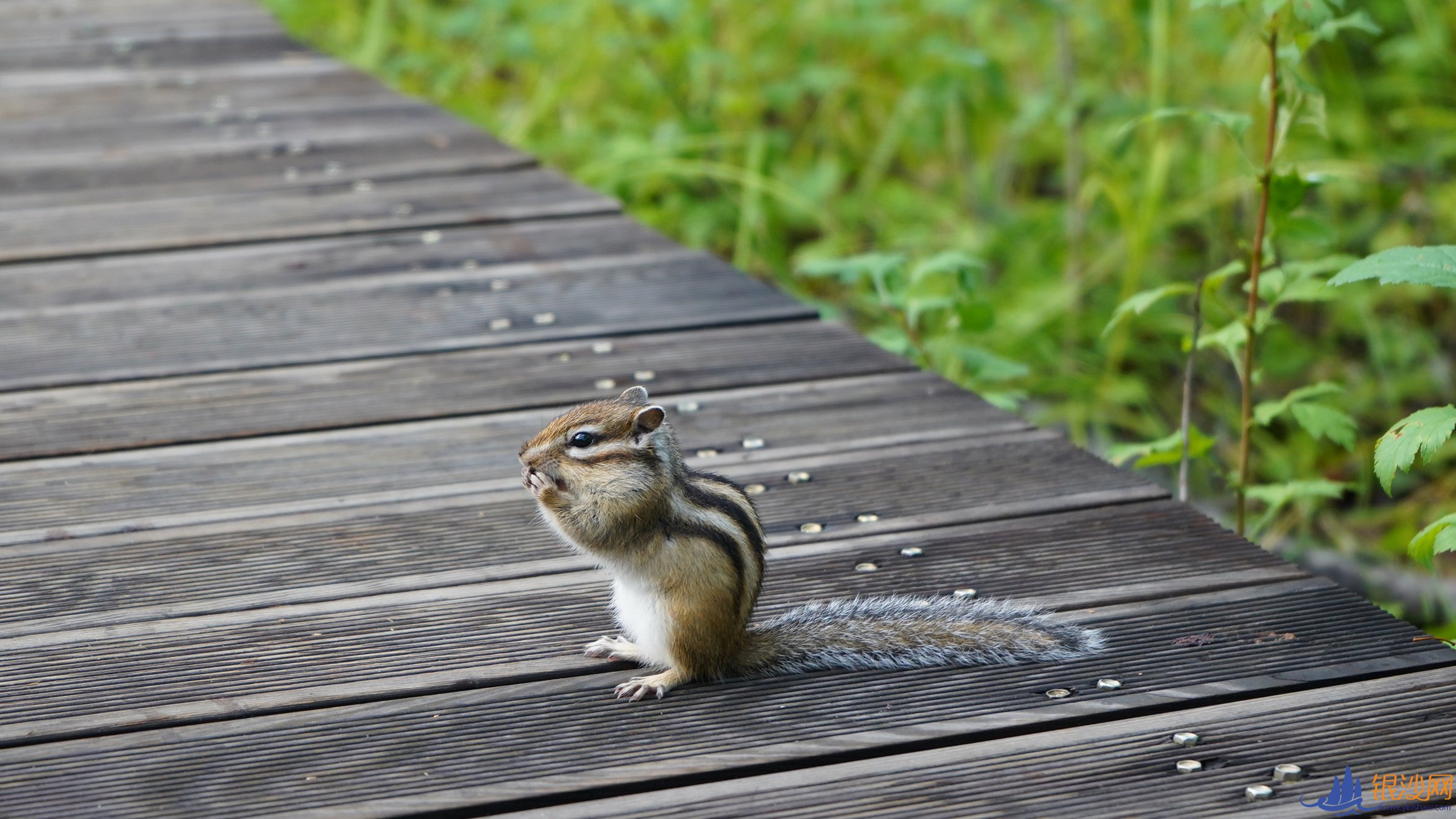  ���Ҹ������±߽���������ɹ���ʪ�ع�԰���������޴� �Դ�������--տ���̺���ɳ��