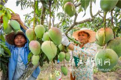 տ��91����4�����ϰ�