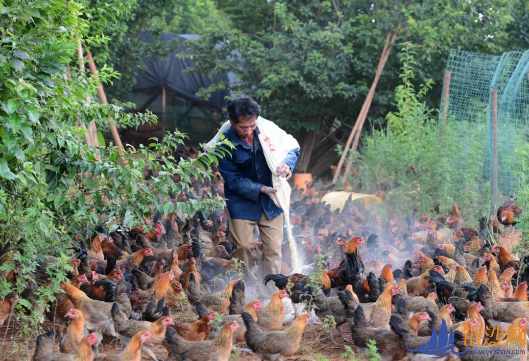 云南玉溪12万人告别贫困 近八成贫困户从产业扶贫中脱贫