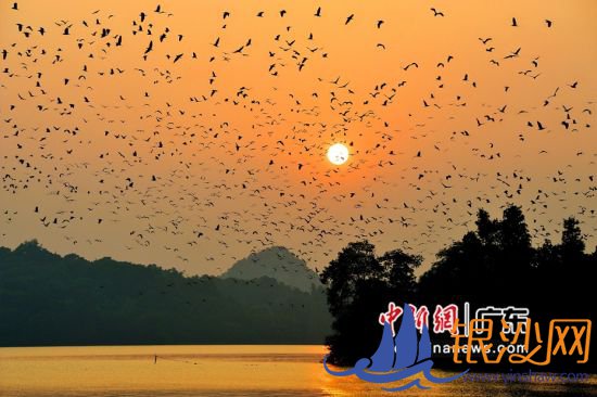 广东省肇庆市星湖湿地公园(资料图) 。广东省林业局 供图 广东省肇庆市星湖湿地公园(资料图) 。广东省林业局 供图