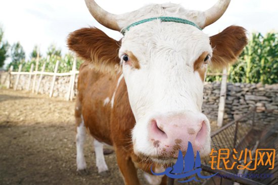 牛羊满圈跑 生活奔小康