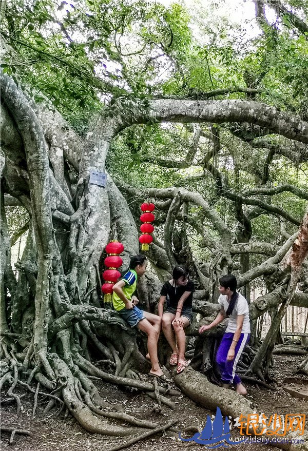 ��լ弴�����������ľ���� �������