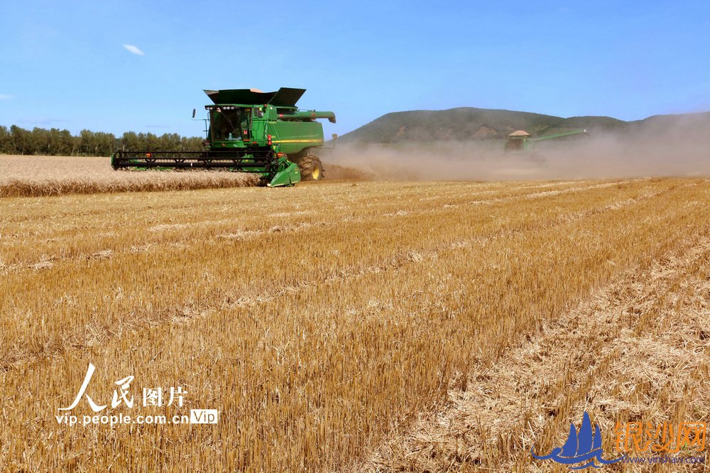 黑龙江垦区:“龙口夺粮”抢收忙