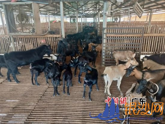 东莞扶贫工作组扶持114个相对贫困村特色产业130个,图为工作组扶持的新乡仔村黑山羊养殖项目。郭建华 摄 东莞扶贫工作组扶持114个相对贫困村特色产业130个,图为工作组扶持的新乡仔村黑山羊养殖项目。郭建华 摄