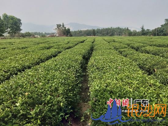 东莞扶贫工作组扶持114个相对贫困村特色产业130个,图为工作组扶持的田墘村茶叶种植项目。郭建华 摄 东莞扶贫工作组扶持114个相对贫困村特色产业130个,图为工作组扶持的田墘村茶叶种植项目。郭建华 摄