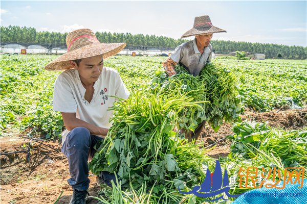 ���ݳɹ��������ʷ�����