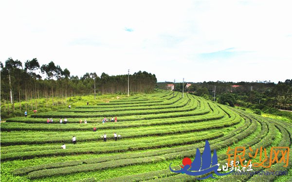 廉江一家茶企:20年帮助3000多户贫困户种茶致富