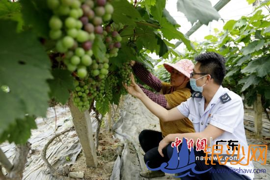 广州市税务服务队走进葡萄园了解种植与经营情况。岳瑞轩供图 广州市税务服务队走进葡萄园了解种植与经营情况。岳瑞轩供图