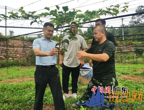 广东省税务局驻里塘村扶贫工作队长兼村第一书记谢沁华指导种植大户种植黄金百香果。岳瑞轩供图 广东省税务局驻里塘村扶贫工作队长兼村第一书记谢沁华指导种植大户种植黄金百香果。岳瑞轩供图