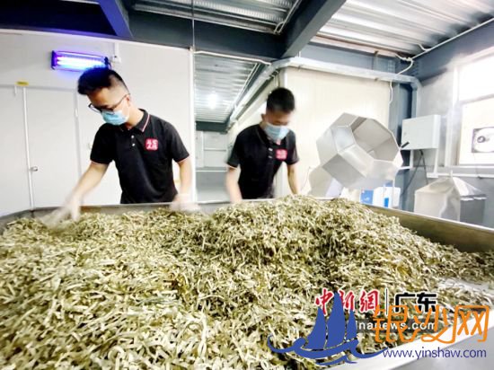 碧辉茶厂生产操作车间。许杰 摄 碧辉茶厂生产操作车间。许杰 摄