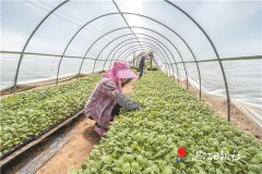 脱贫路上,小小圣女果结出“金果实”