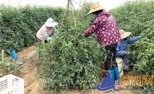 遂溪田头与电商无缝对接成教材