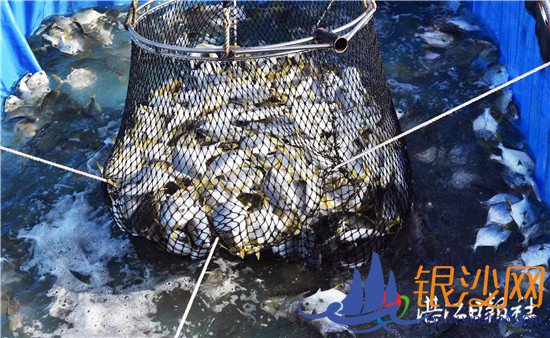 �������ɫ��