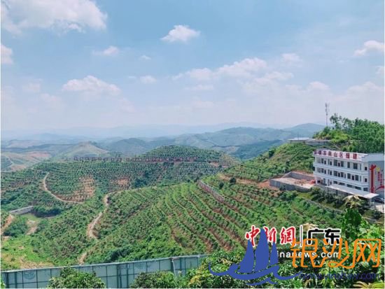 深圳农业企业金晋集团在广西田阳打造“圳品”芒果基地。深圳市扶贫协作和合作交流办公室 供图 深圳农业企业金晋集团在广西田阳打造“圳品”芒果基地。深圳市扶贫协作和合作交流办公室 供图