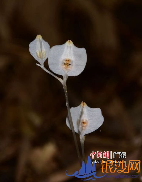 无绿叶水玉簪新种Burmanniadecurrens。 广东省林业局 供图 无绿叶水玉簪新种Burmanniadecurrens。 广东省林业局 供图