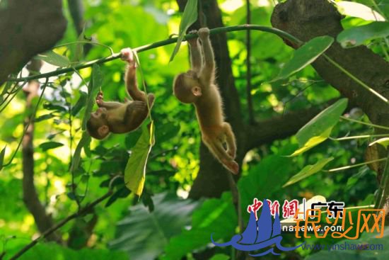 福田红树林自然保护区 主办方供图 福田红树林自然保护区 主办方供图