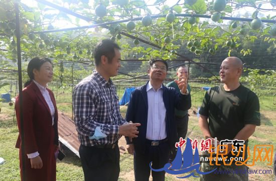 助学嘉宾参观考察里塘村百香果扶贫产业基地。温竹兰摄影 助学嘉宾参观考察里塘村百香果扶贫产业基地。温竹兰摄影