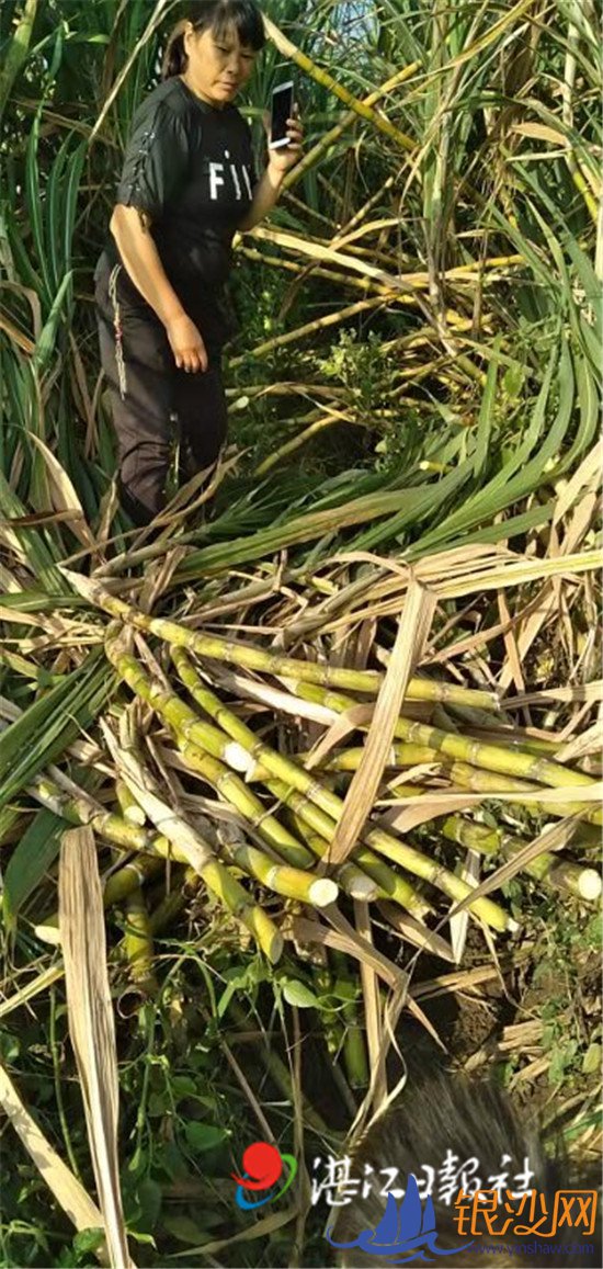 蔗地频遭贼光顾 盼警方早日擒贼