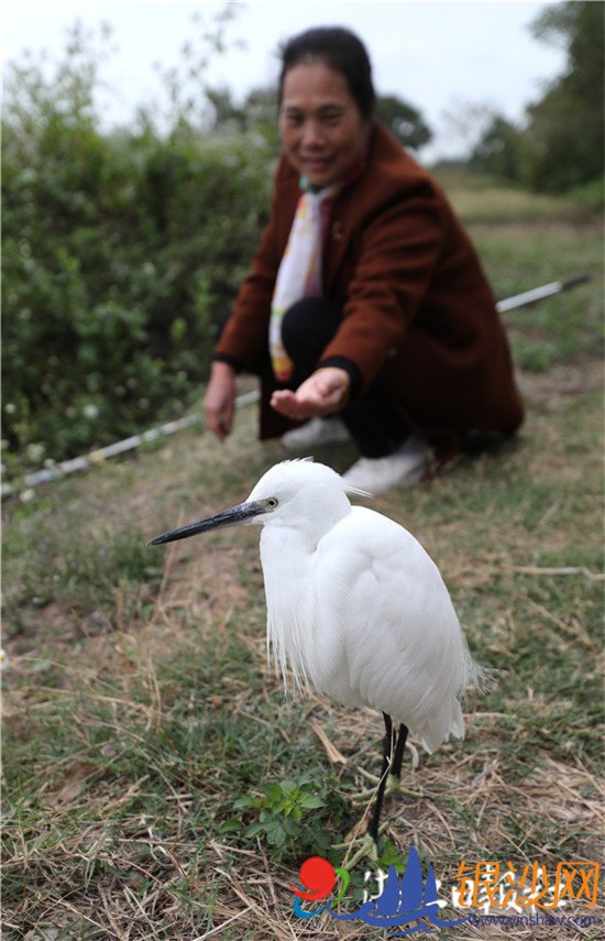安铺“桃花岛”动人故事续编不断: 好鸟好人 真情互动